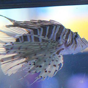 Russell's lionfish (Pterois russelii)