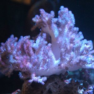 Cauliflower colt coral (Klyxum cf. simplex)