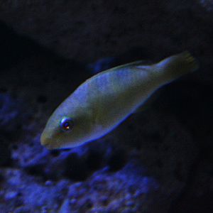 Yellowbarred parrotfish (Scarus dimidiatus)