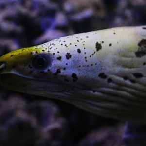 Fimbriated moray (Gymnothorax fimbriatus)