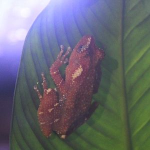Pearly tree frog (Nyctixalus margaritifer)