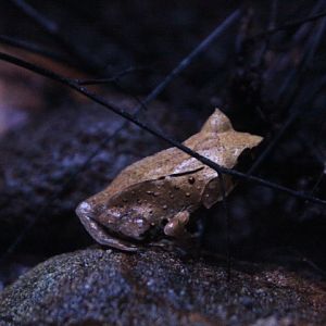Javan horned frog (Megophrys montana)