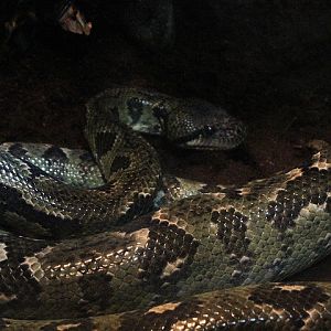 Madagascar tree boa (Sanzinia madagascariensis)
