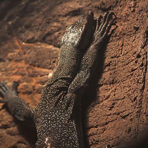 Turqoise monitor (Varanus caerulivirens)