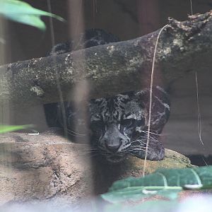 Sumatran clouded leopard (Neofelis diardi diardi)