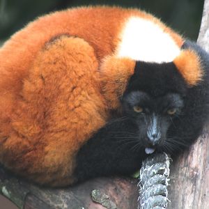 Red ruffed lemur (Varecia rubra)
