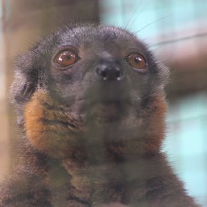Collared brown lemur (Eulemur collaris)