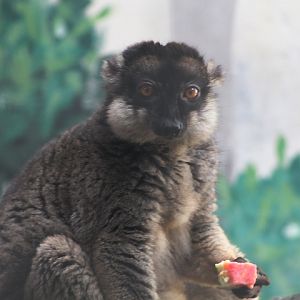 Common brown lemur (Eulemur fulvus fulvus)