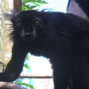 Black lemur (Eulemur macaco)