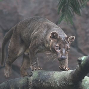 Fossa (Cryptoprocta ferox)