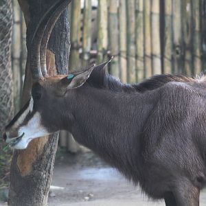 Southern sable antelope (Hippotragus niger niger)