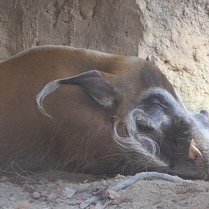Red river hog (Potamochoerus porcus)