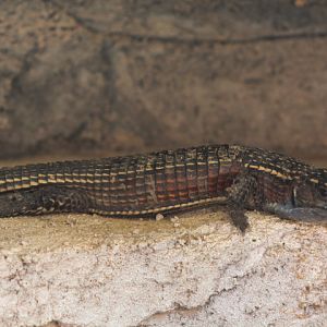 Eastern tawny plated lizard (Broadleysaurus major major)