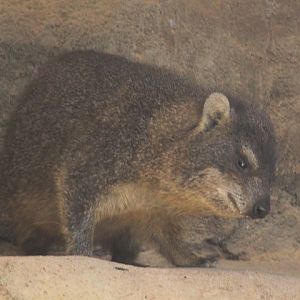 Cape rock hyrax (Procavia capensis capensis)
