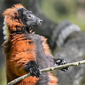Red ruffed lemur