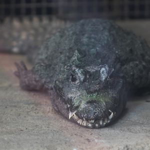 Dwarf crocodile (Osteolaemus tetraspis)