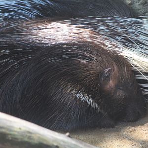 Indian crested porcupine (Hystrix indica indica)