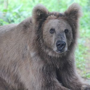 Himalayan brown bear  (Ursus arctos isabellinus)