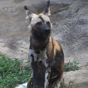 Cape wild dog (Lycaon pictus pictus)