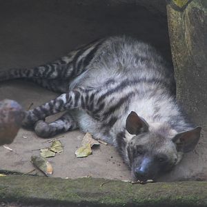 East African striped hyena (Hyaena hyaena dubbah)