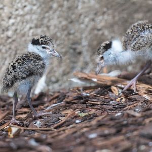 Masked Lapwing chicks, CWP, UK