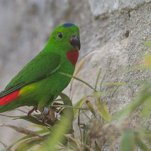 Blue Crowned Hanging Parrot, CWP, UK