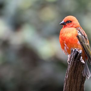 Madagascar Red Fody, CWP, UK