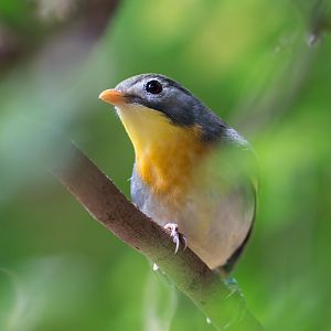 Pekin Robin, CWP, UK