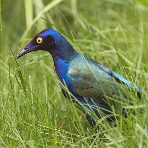Purple Glossy Starling, CWP, UK