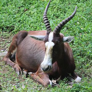 Blesbok (Damaliscus pygargus phillipsi)