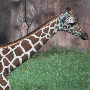 Reticulated giraffe  (Giraffa reticulata)