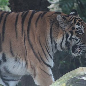 Siberian tiger (Panthera tigris 'altaica')
