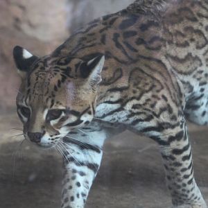 Brazilian ocelot (Leopardus pardalis mitis)