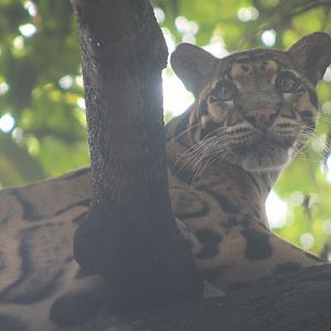 Indochinese clouded leopard (Neofelis nebulosa nebulosa)