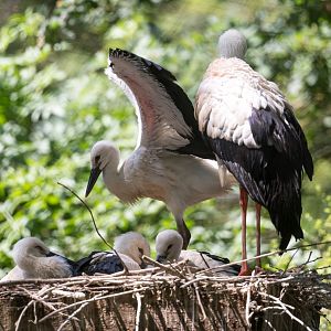 White Storks, CWP, UK