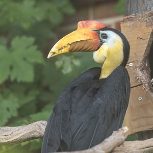 Wrinkled Hornbill, CWP, UK