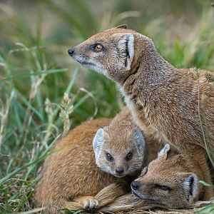 Yellow Mongoose, CWP, UK