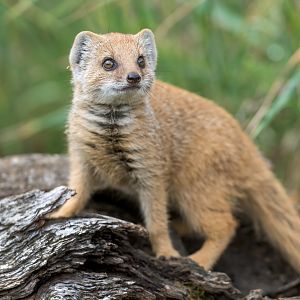 Yellow Mongoose pup, CWP, UK