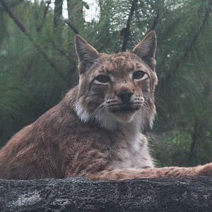 Northern lynx (Lynx lynx lynx)
