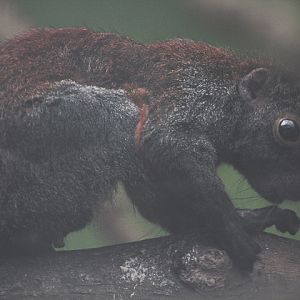 Sumatran horse-tailed squirrel (Sundasciurus hippurus hippurus)