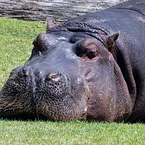 Common Hippopotamus