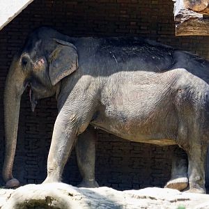 Asian Elephant