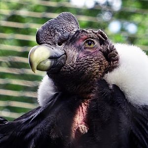 Andean Condor