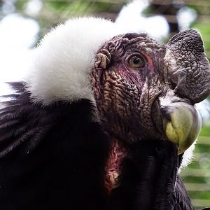 Andean Condor