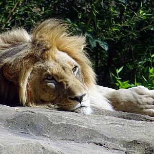African Lion