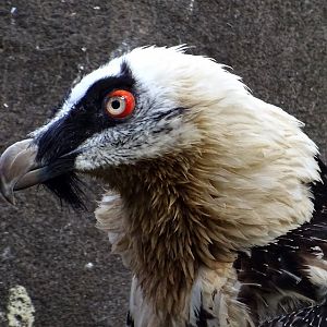 Bearded Vulture