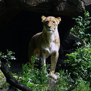 African Lion