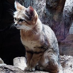 Arabian Sand Cat