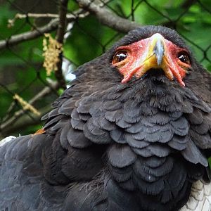 Bateleur Eagle