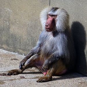 Hamadryas Baboon
